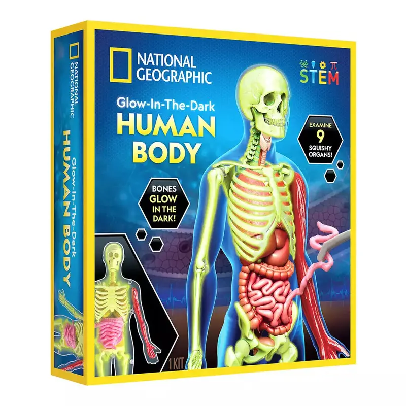 National Geographic Glow-In-The-Dark Human Body Anatomy Model 1